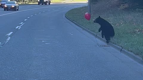 Black Bear Cub Plays With Red Balloon