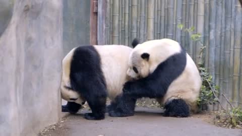 Pandas mate at San Diego Zoo