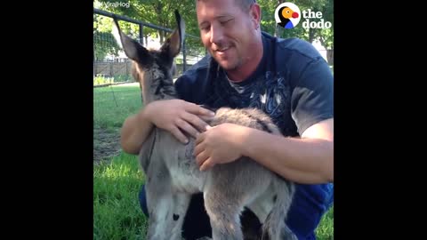 Baby Donkey Asks For More Hugs