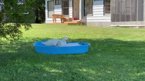 Playful ducks go for an enjoyable swim