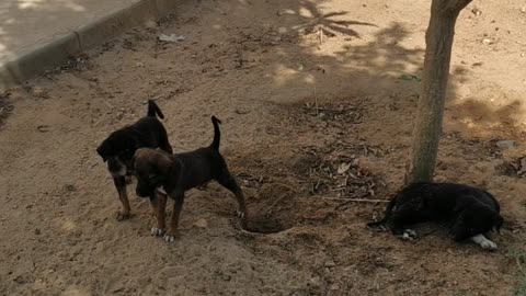 Puppies play