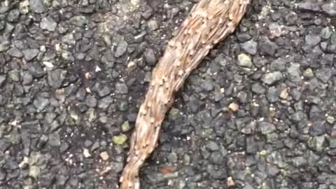 Hundreds of Caterpillars Creating One Large Beast