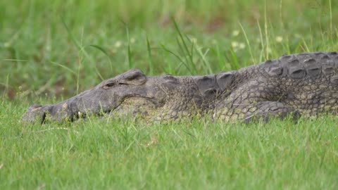 Amazing Crocodiles - Huge Crocodiles Eating - Animals Channel