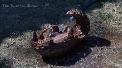 Pangolin is taking a bath in Australia Zoo - NEW HDR