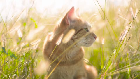 a cat in the sun..