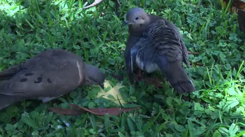 Two Pigeons as lovley birds