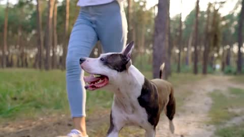 Girl playing with her dog in the forest at sunset