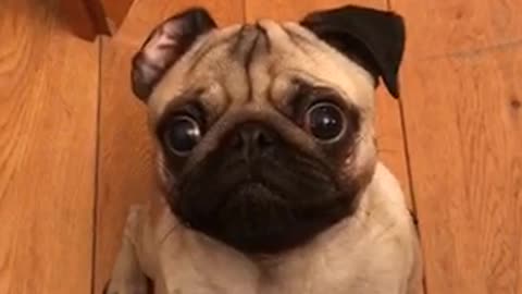 Impatient Pug snatches treat