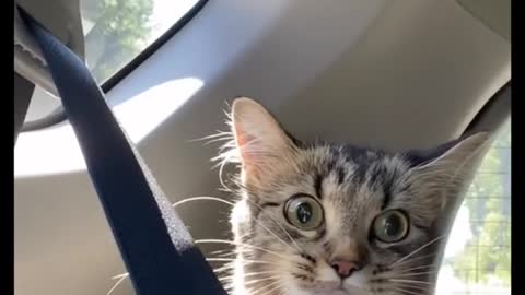 she’s a happy kitty #catsoftiktok #cat #cute #kitten #carrides #viral #fyp #meow