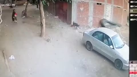 The cat saves the little boy from dog attack