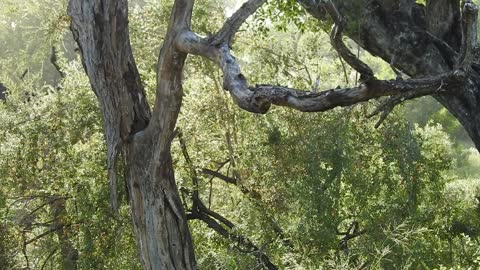 Leopard Playing in the Trees