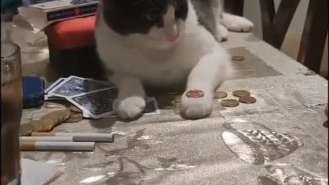Cat flips a coin