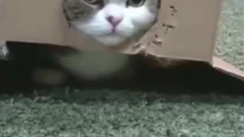 FUNNY CAT VIDEO