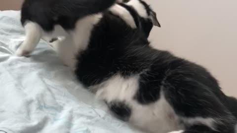 how to calm the cat in three seconds