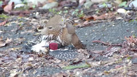 Northern Pygmy Owl Predates on Nuttall's Woodpecker