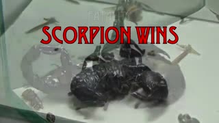 Mortal Kombat - Hornet vs Scorpion