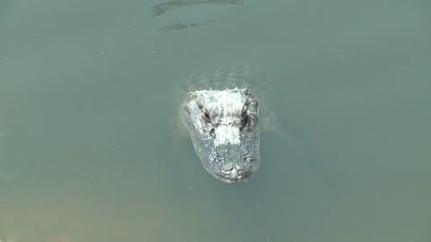 Alligator Floating