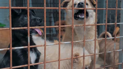 Sad dogs in shelter behind fence waiting to be rescued and adopted to new home