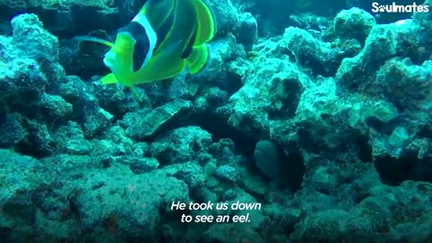 Fish Loves To Greet His Favorite Diver And Bring Her Gifts | The Dodo Soulmates