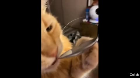 Cat gets the worst brain freeze