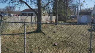 Deer in Backyard Jump Huge Fence