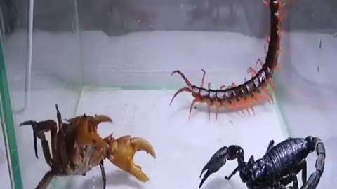 Crab Scorpion Centipede