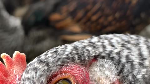 Curious Chickens Inspect Camera