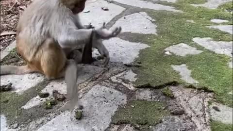 Amazing Monkey Live In The Forest That We Should Be Care