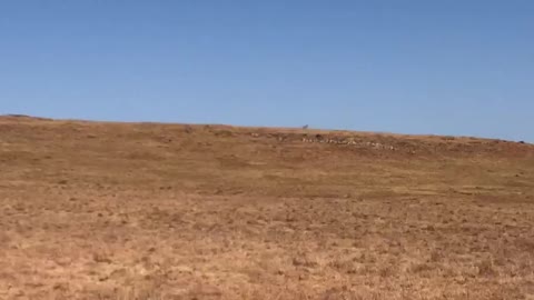 [Scouting for Game] large mixed herd spotted