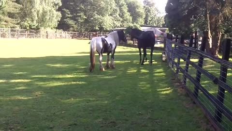 Colt gets a good kicking for trying to mate the mare