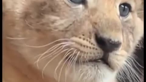 Cute baby lion says roarrrrr