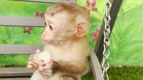 Monkey eats rambutan#1