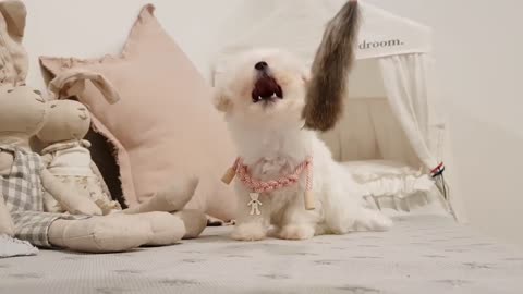 bichon frise cute puppy video 🐶🐾