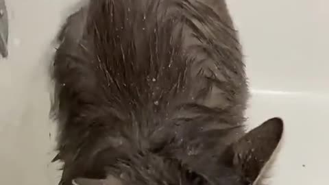 faucet bath Cat