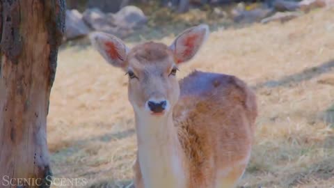 Cute Baby Animals - Amazing World Of Young Animals | Relaxation Film