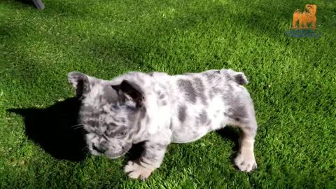 Cute Rare Merle French Bulldog