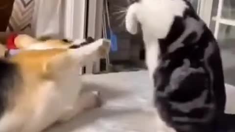 Funny cat and dog fighting 2