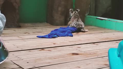 A tiger cub plays with a blue towel