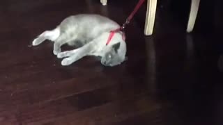 Gray cat getting dragged on ground by leash