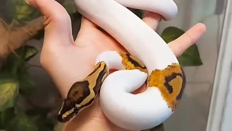 strange colored snake