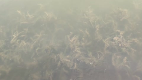 The little life swimming in the clear lake is so cute