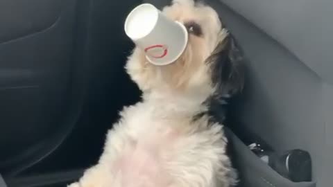 Puppy Is Having So Much Fun With The Pup Cup Treat.