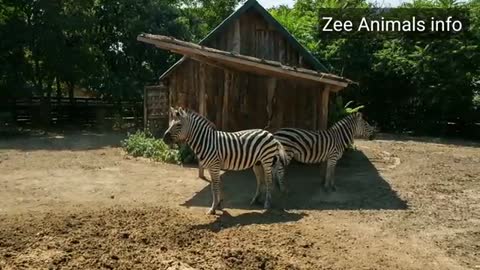 Hybrid Animals Making meeting | Zee Animals info