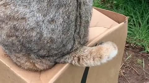 My Cat Prefers To Sit on Old Cardboard