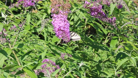 Eastern Tiger Swallowtail On A Butterfly Bush