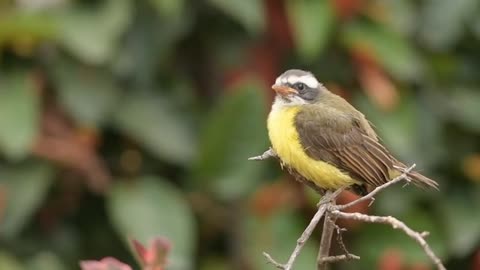 Beautiful bird makes alluring moves