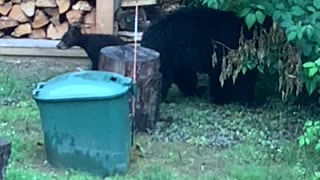 Vermont’s 3-Legged Mama Bear Teaches Her Cubs