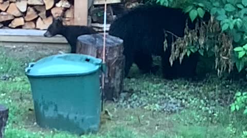 Vermont’s 3-Legged Mama Bear Teaches Her Cubs