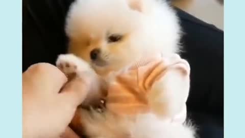 Cute baby puppy