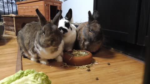 Cute Baby Rabbits Playing,Feeding Activities | Bunny Rabbit (Baby Rabbits) #1